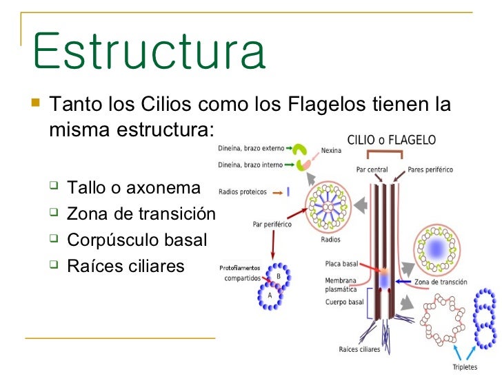 Cilios y flagelos