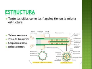  Tanto los cilios como los flagelos tienen la misma
estructura.
 Tallo o axonema
 Zona de transición
 Corpúsculo basal
 Raíces ciliares
 