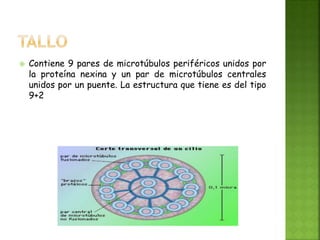  Contiene 9 pares de microtúbulos periféricos unidos por
la proteína nexina y un par de microtúbulos centrales
unidos por un puente. La estructura que tiene es del tipo
9+2
 