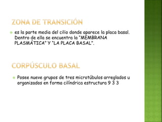  es la parte media del cilio donde aparece la placa basal.
Dentro de ella se encuentra la “MEMBRANA
PLASMÁTICA” Y “LA PLACA BASAL”.
 Posee nueve grupos de tres microtúbulos arreglados u
organizados en forma cilíndrica estructura 9 3 3
 