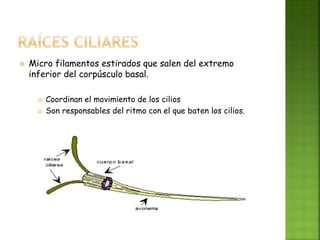  Micro filamentos estirados que salen del extremo
inferior del corpúsculo basal.
 Coordinan el movimiento de los cilios
 Son responsables del ritmo con el que baten los cilios.
 