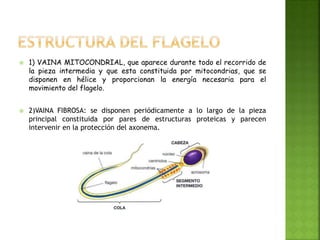  1) VAINA MITOCONDRIAL, que aparece durante todo el recorrido de
la pieza intermedia y que esta constituida por mitocondrias, que se
disponen en hélice y proporcionan la energía necesaria para el
movimiento del flagelo.
 2)VAINA FIBROSA: se disponen periódicamente a lo largo de la pieza
principal constituida por pares de estructuras proteicas y parecen
intervenir en la protección del axonema.
 