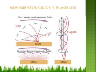 Cilios y flagelos