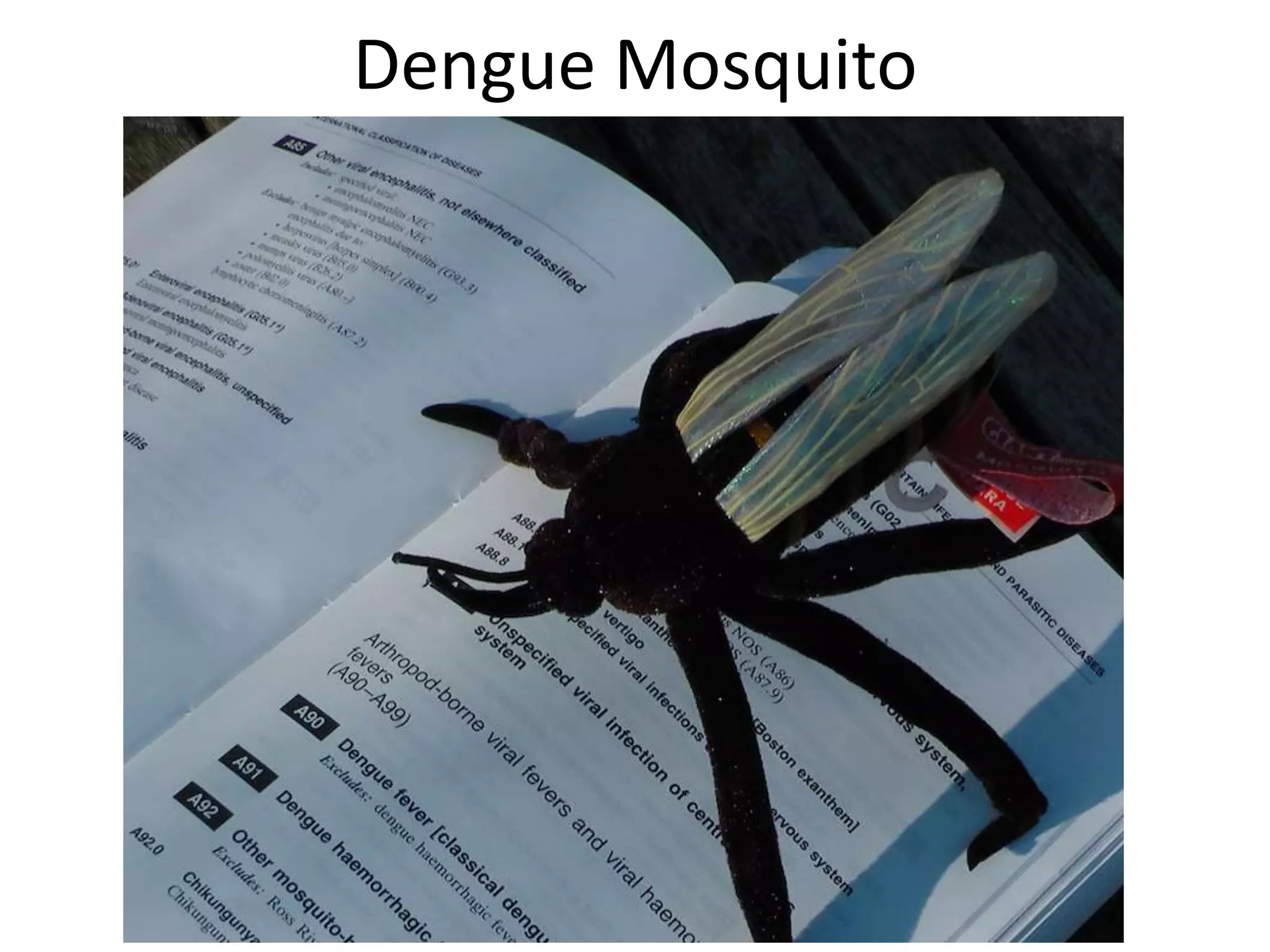 Dengue Mosquito
 