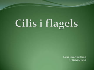 Neus Escartín Barón
1r Batxillerat A

 