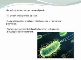 -També els podem anomenar undulipodis.
- Es troben a la superfície cel·lular.
- Són prolongacions mòbils del citoplasma i ...