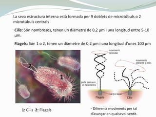 La seva estructura interna està formada per 9 doblets de microtúbuls o 2
microtúbuls centrals
Cilis: Són nombrosos, tenen ...