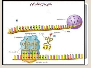 Cilis sintezi