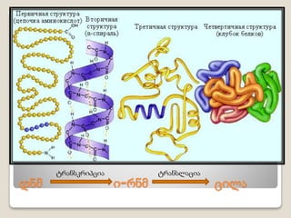 დნმ ი-რნმ ცილა
ტრანსკრიპცია ტრანსლაცია
 