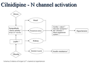 Cilnidipine - N channel activationCilnidipine - N channel activation
 