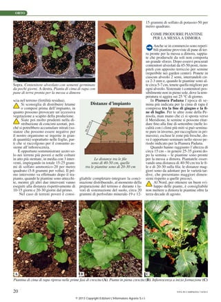 ORTO
20 VITA IN CAMPAGNA 7-8/2013
Le distanze tra le file
sono di 40-50 cm, quelle
tra le piantine sono di 20-30 cm
Distanze d’impianto
40-50 cm
Piantina di cima di rapa ripresa nelle prime fasi di crescita (A). Pianta in piena crescita (B). Infiorescenza a inizio formazione (C)
A B C
Sopra. Contenitore alveolato con sementi germinate
da pochi giorni. A destra. Pianta di cima di rapa con
pane di terra pronta per la messa a dimora
scia nel terreno (fertilità residua).
Si sconsiglia di distribuire letame
o compost prima dell’impianto, in
quanto possono provocare un’eccessiva
vegetazione a scapito della produzione.
Siate poi molto prudenti nella di-
stribuzione di concimi azotati, poi-
ché si potrebbero accumulare nitrati (so-
stanze che possono essere negative per
il nostro organismo se ingerite in gran-
di quantità) soprattutto nelle foglie, par-
ti che si raccolgono per il consumo as-
sieme all’infiorescenza.
È opportuno somministrare azoto so-
lo nei terreni più poveri e nelle colture
in atto più stentate, in media con 3 inter-
venti, impiegando in totale 15-25 gram-
mi di solfato ammonico-20 per metro
quadrato (5-8 grammi per volta). Il pri-
mo intervento va effettuato dopo il tra-
pianto, quando le piantine sono attecchi-
te, mentre gli altri due interventi vanno
eseguiti alla distanza rispettivamente di
10-15 giorni e 20-30 giorni dal primo.
Nel caso di terreni poveri è consi-
15 grammi di solfato di potassio-50 per
metro quadrato.
COME PRODURRE PIANTINE
PER LA MESSA A DIMORA
Anche se in commercio sono reperi-
bili piantine provviste di pane di ter-
ra pronte per la messa a dimora, sappia-
te che prodursele da soli non comporta
un grande sforzo. Dopo esservi procurati
contenitori alveolati da 45-50 posti, riem-
piteli con apposito terriccio per semine
(reperibile nei garden center). Ponete in
ciascun alveolo 2 semi, interrandoli cir-
ca 2-3 mm e, quando le piantine sono al-
te circa 5-7 cm, tenete quella migliore per
ogni alveolo. Sistemate i contenitori pos-
sibilmente non in pieno sole, dove la tem-
peratura si aggira sui 25 °C di giorno.
In Pianura Padana l’epoca di se-
mina più indicata per la cima di rapa è
compresa tra la fine di giugno e la fi-
ne di luglio. Per le altre zone della Pe-
nisola, man mano che ci si sposta verso
il Meridione, le semine si possono ritar-
dare fino alla fine di settembre (nelle lo-
calità con i climi più miti si può semina-
re pure in inverno, per raccogliere in pri-
mavera), escluse le zone più fresche, do-
ve è opportuno seminare nello stesso pe-
riodo indicato per la Pianura Padana.
Quando hanno raggiunto l’altezza di
circa 15 cm – in genere 25-35 giorni do-
po la semina – le piantine sono pronte
per la messa a dimora. Piantatele osser-
vando una distanza di 40-50 cm tra le fi-
le e di 20-30 sulla fila; le distanze mag-
giori sono da adottare per le varietà tar-
dive, che presentano maggiori dimen-
sioni rispetto a quelle precoci.
Al Nord, per ottenere un buon svi-
luppo delle piante, è consigliabile
non mettere a dimora le piantine oltre la
terza decade di agosto.
gliabile completare-integrare la conci-
mazione distribuendo, al momento della
preparazione del terreno e durante i la-
vori di sistemazione del suolo, circa 20
grammi di perfosfato minerale-19 e 12-
© 2013 Copyright Edizioni L'Informatore Agrario S.r.l.
 