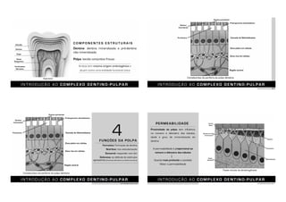 I N T R O D U Ç Ã O A O C O M P L E X O D E N T I N O - P U L P A R
Esmalte
Dentina
Polpa
Vasos
Sanguíneos
Terminações
Nervosas
Órgão dental
C O M P O N E N T E S E S T R U T U R A I S
Dentina: dentina mineralizada e pré-dentina
não mineralizada
Polpa: tecido conjuntivo frouxo
Ambos tem mesma origem embriogênica e
atuam como uma entidade funcional única
I N T R O D U Ç Ã O A O C O M P L E X O D E N T I N O - P U L P A R
KATCHBURIAN, ARANA, 2004
Prolongamento odontoblástico
Dentina peritubular
Dentina
intertubular
Pré-dentina Camada de Odontoblastos
Zona pobre em células
Zona rica em células
Região central
Constituintes da periferia da polpa dentária
I N T R O D U Ç Ã O A O C O M P L E X O D E N T I N O - P U L P A R
FUNÇÕES DA POLPA
Formativa: Formação de dentina
Nutritiva: rica vascularização
Sensorial: responder com dor
Defensiva: se defende de estímulos
agressores (esclerose dentinária ou dentina terciária)
Prolongamento odontoblástico
KATCHBURIAN, ARANA, 2004
Dentina peritubular
Dentina
intertubular
Pré-dentina Camada de Odontoblastos
Zona pobre em células
Zona rica em células
Região central
Constituintes da periferia da polpa dentária
4 Proximidade da polpa: tem influência
no número e diâmetro dos túbulos,
idade e grau de mineralização da
dentina
A permeabilidade é proporcional ao
número e diâmetro dos túbulos
Quanto mais profunda a cavidade
Maior a permeabilidade
I N T R O D U Ç Ã O A O C O M P L E X O D E N T I N O - P U L P A R
KATCHBURIAN, ARANA, 2004
Fases iniciais da dentinogênese
PERMEABILIDADE
 