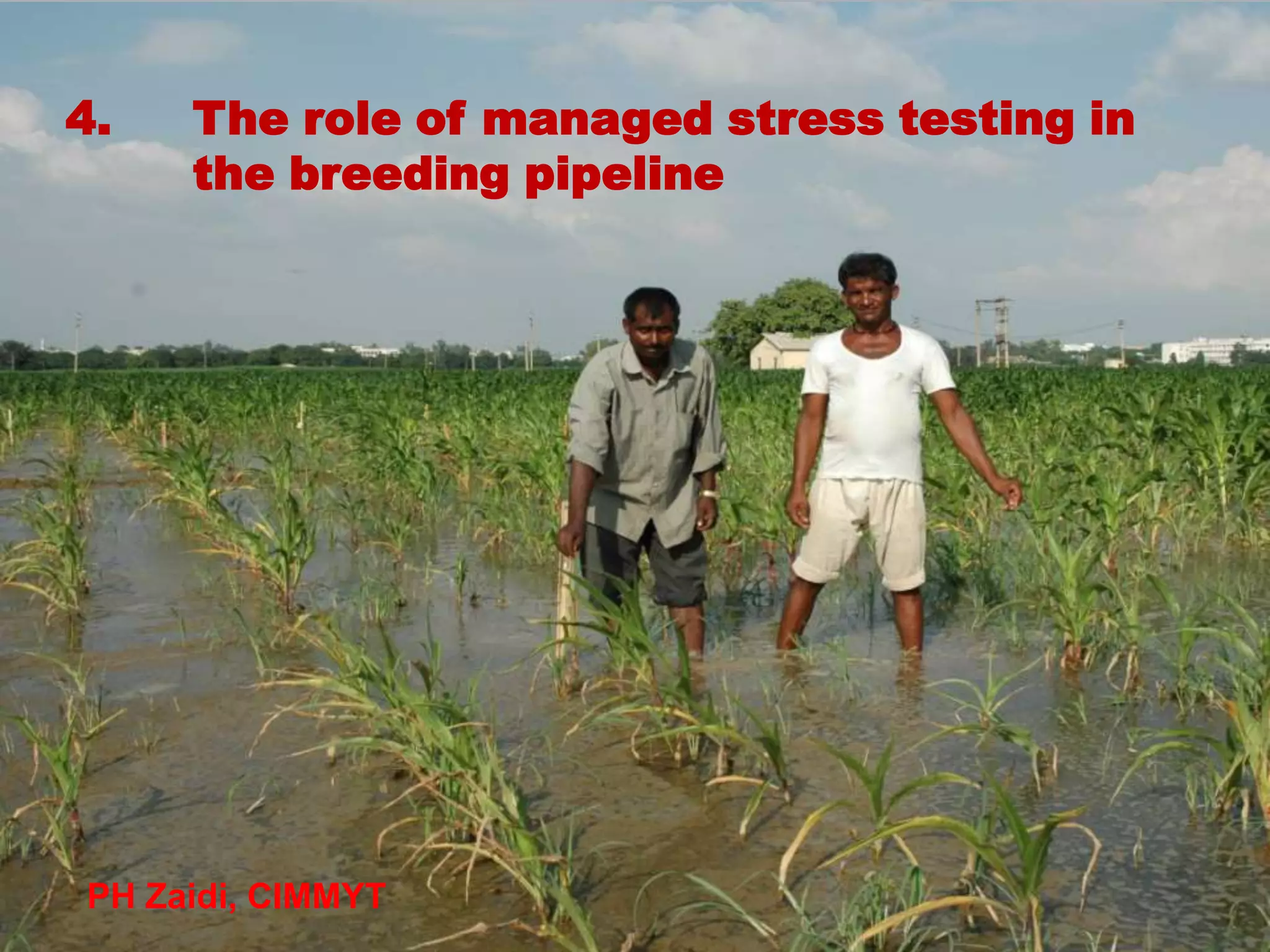 4.   The role of managed stress testing in
     the breeding pipeline




PH Zaidi, CIMMYT
 