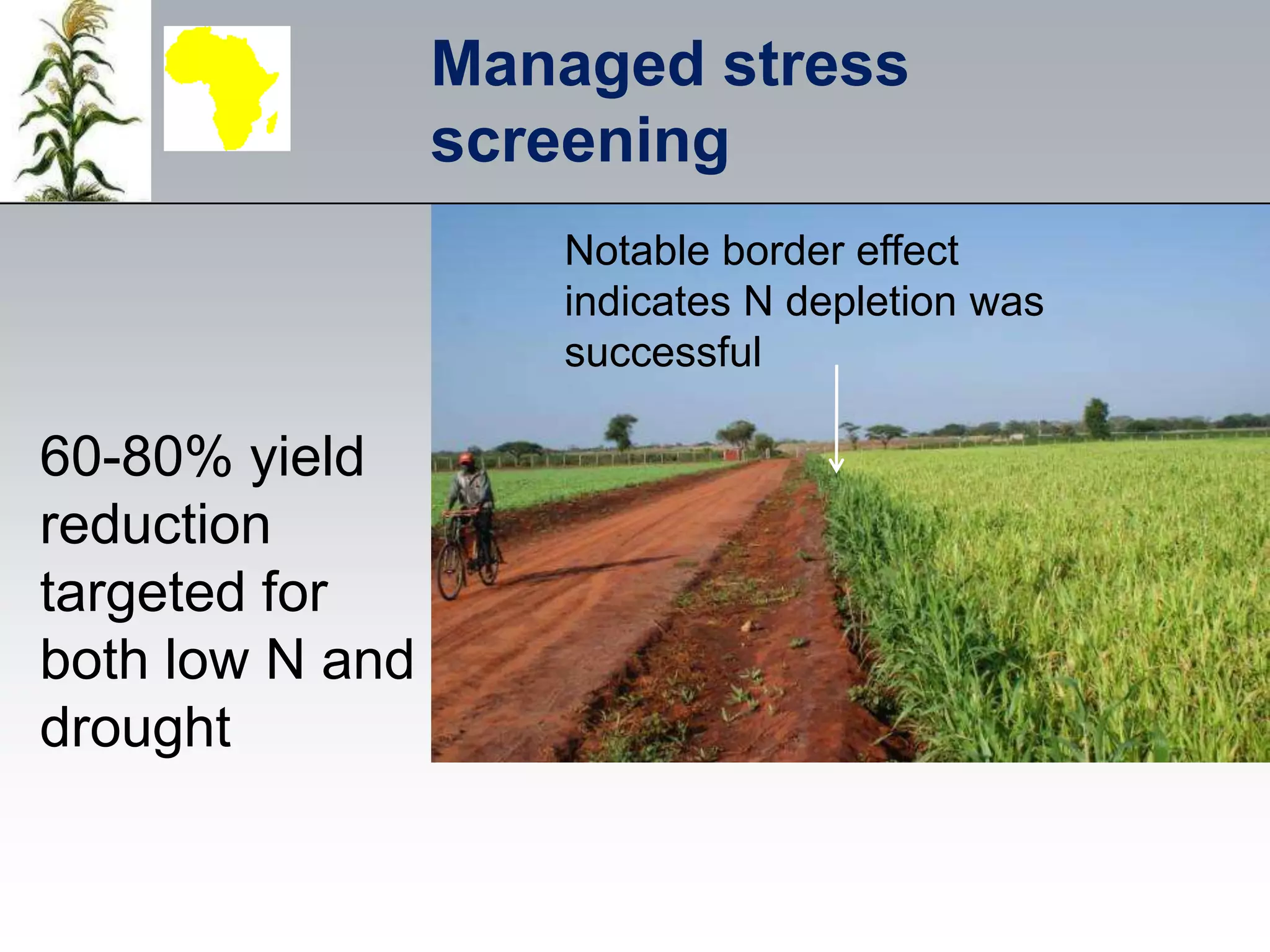 Managed stress
                 screening
                    Notable border effect
                    indicates N depletion was
                    successful

60-80% yield
reduction
targeted for
both low N and
drought
 