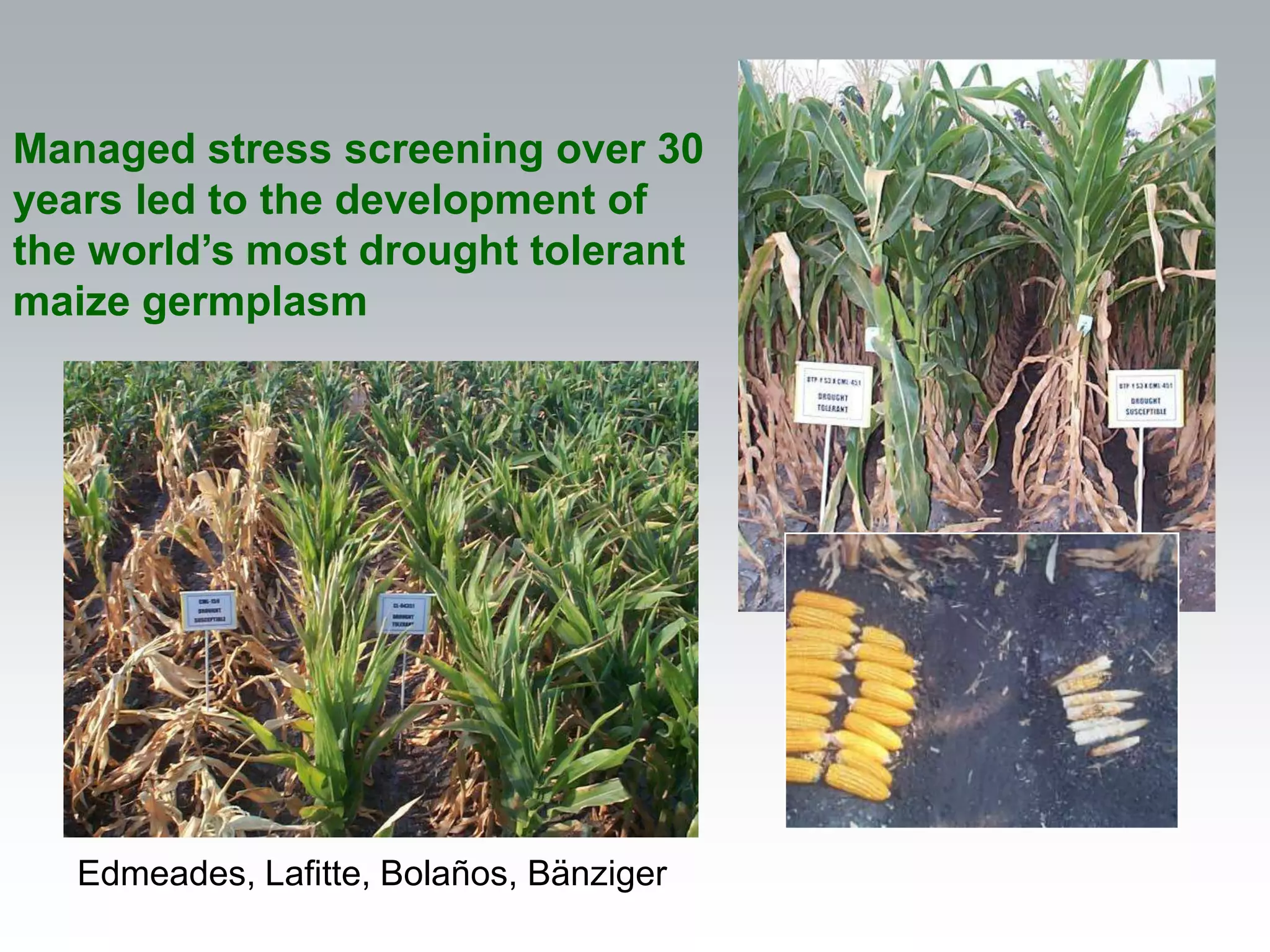 Managed stress screening over 30
years led to the development of
the world’s most drought tolerant
maize germplasm




   Edmeades, Lafitte, Bolaños, Bänziger
 