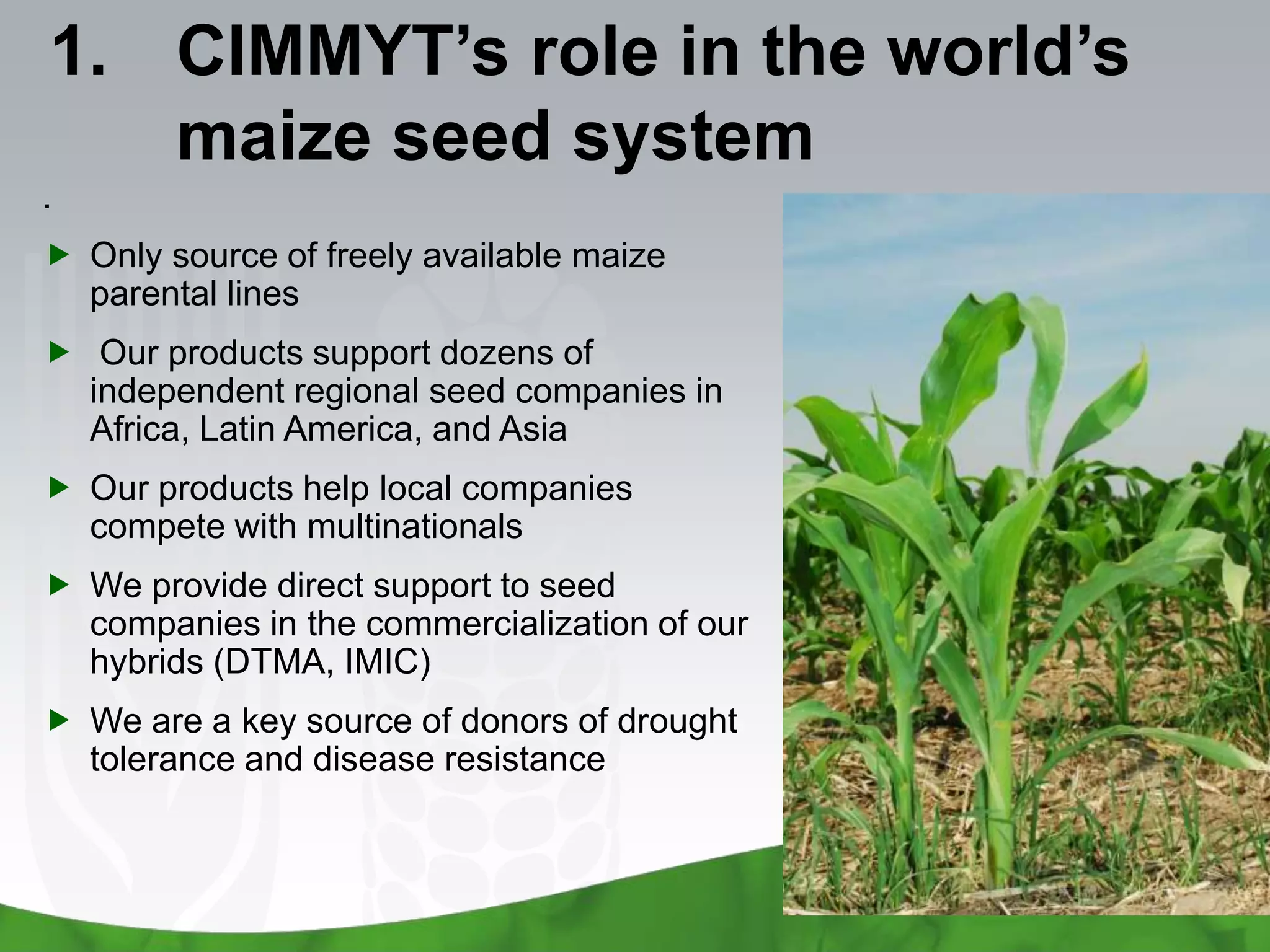 1. CIMMYT’s role in the world’s
   maize seed system
.
 Only source of freely available maize
  parental lines
 Our products support dozens of
  independent regional seed companies in
  Africa, Latin America, and Asia
 Our products help local companies
  compete with multinationals
 We provide direct support to seed
  companies in the commercialization of our
  hybrids (DTMA, IMIC)
 We are a key source of donors of drought
  tolerance and disease resistance
 