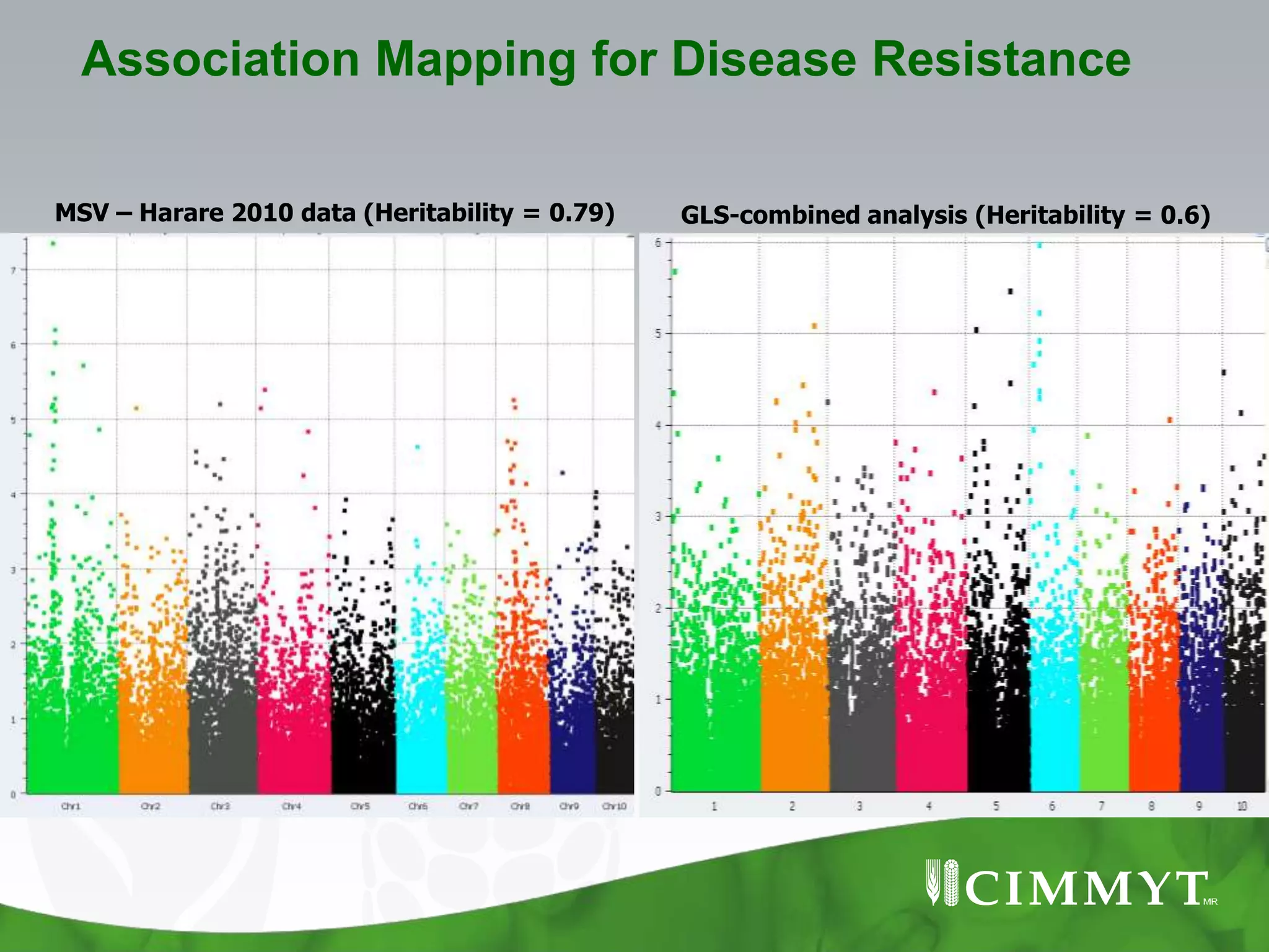 Association Mapping for Disease Resistance

MSV – Harare 2010 data (Heritability = 0.79)   GLS-combined analysis (Heritability = 0.6)
 