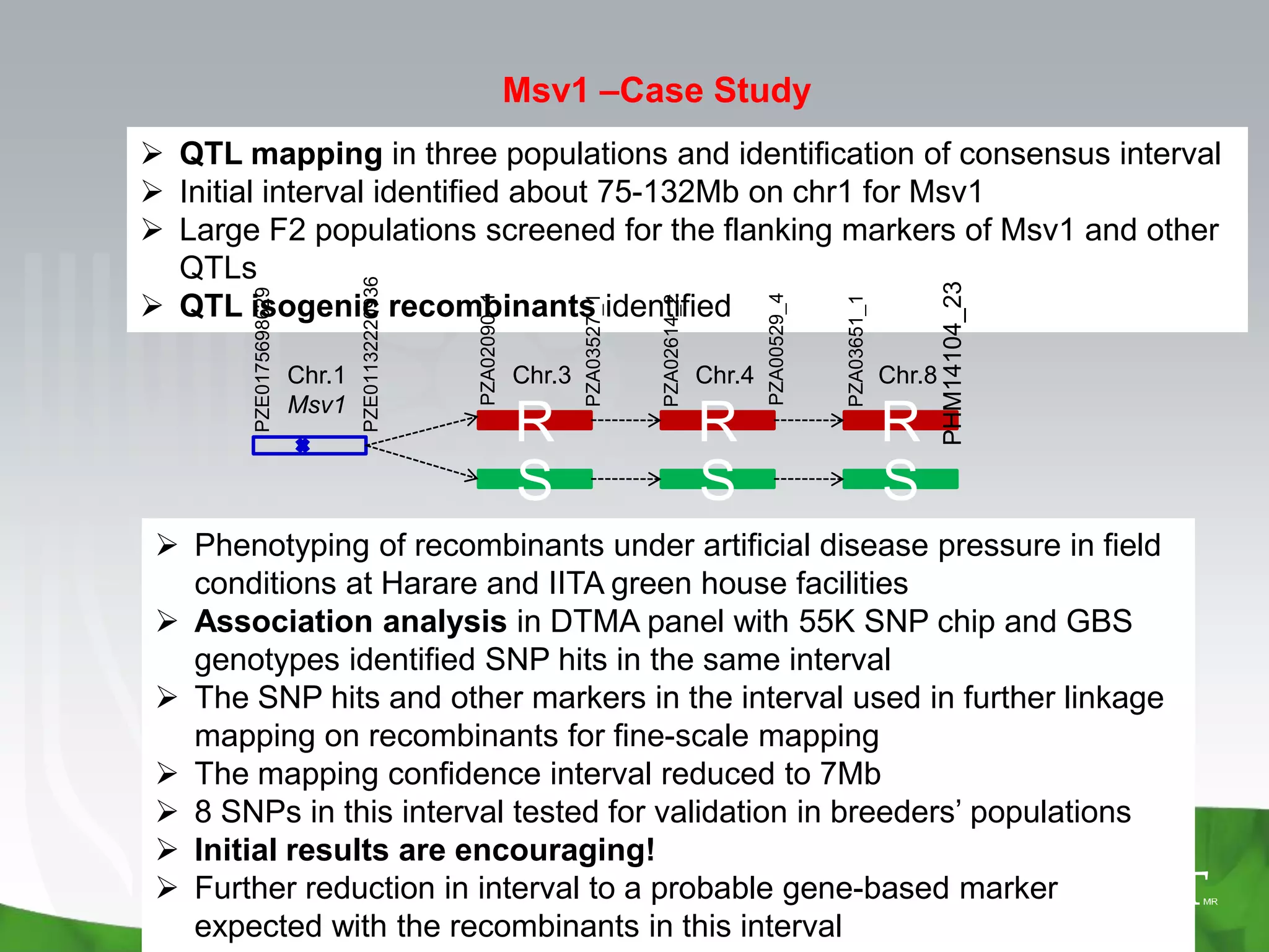 Msv1 –Case Study
 QTL mapping in three populations and identification of consensus interval
 Initial interval identified about 75-132Mb on chr1 for Msv1
 Large F2 populations screened for the flanking markers of Msv1 and other
  QTLs


                                PZE01132220936




                                                                                                                                          PHM14104_23
        PZE0175698629

 QTL isogenic recombinants identified




                                                                                                        PZA00529_4
                                                 PZA02090_1




                                                                      PZA03527_1



                                                                                   PZA02614_2




                                                                                                                     PZA03651_1
                        Chr.1                                 Chr.3                             Chr.4                             Chr.8
                        Msv1
                                                              R                                 R                                 R
                                                              S                                 S                                 S
  Phenotyping of recombinants under artificial disease pressure in field
   conditions at Harare and IITA green house facilities
  Association analysis in DTMA panel with 55K SNP chip and GBS
   genotypes identified SNP hits in the same interval
  The SNP hits and other markers in the interval used in further linkage
   mapping on recombinants for fine-scale mapping
  The mapping confidence interval reduced to 7Mb
  8 SNPs in this interval tested for validation in breeders’ populations
  Initial results are encouraging!
  Further reduction in interval to a probable gene-based marker
   expected with the recombinants in this interval
 