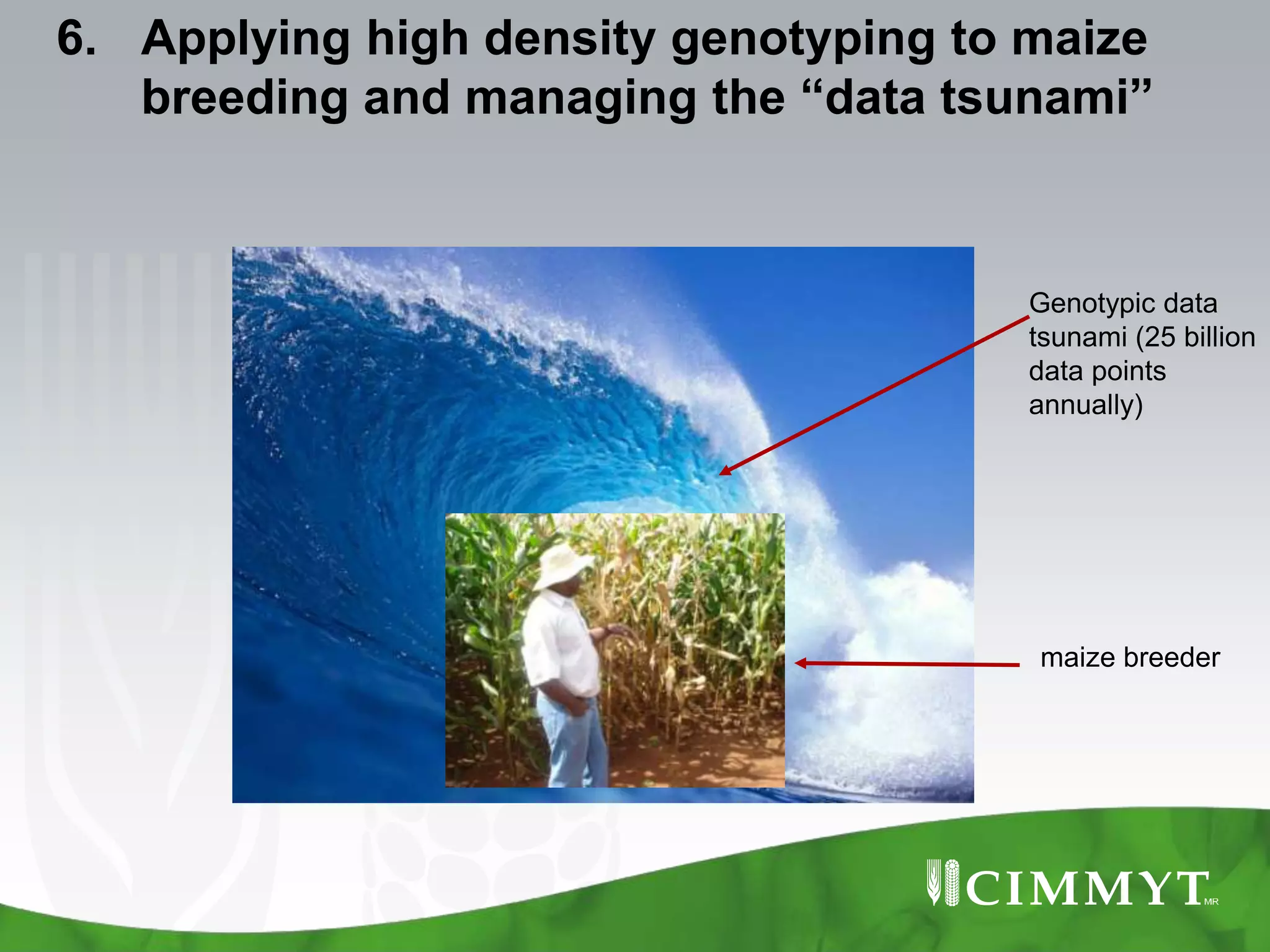 6. Applying high density genotyping to maize
   breeding and managing the “data tsunami”



                                      Genotypic data
                                      tsunami (25 billion
                                      data points
                                      annually)




                                       maize breeder
 