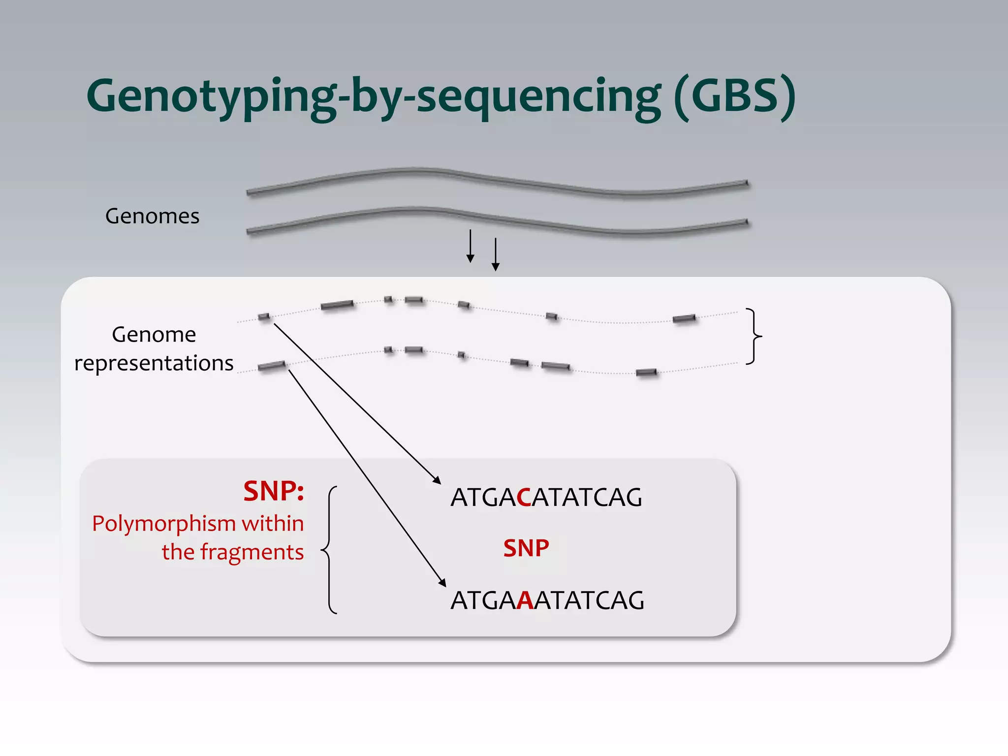 Genotyping-by-sequencing (GBS)

  Genomes



   Genome
representations




                  SNP:   ATGACATATCAG
 Polymorphism within
       the fragments        SNP
                         ATGAAATATCAG
 
