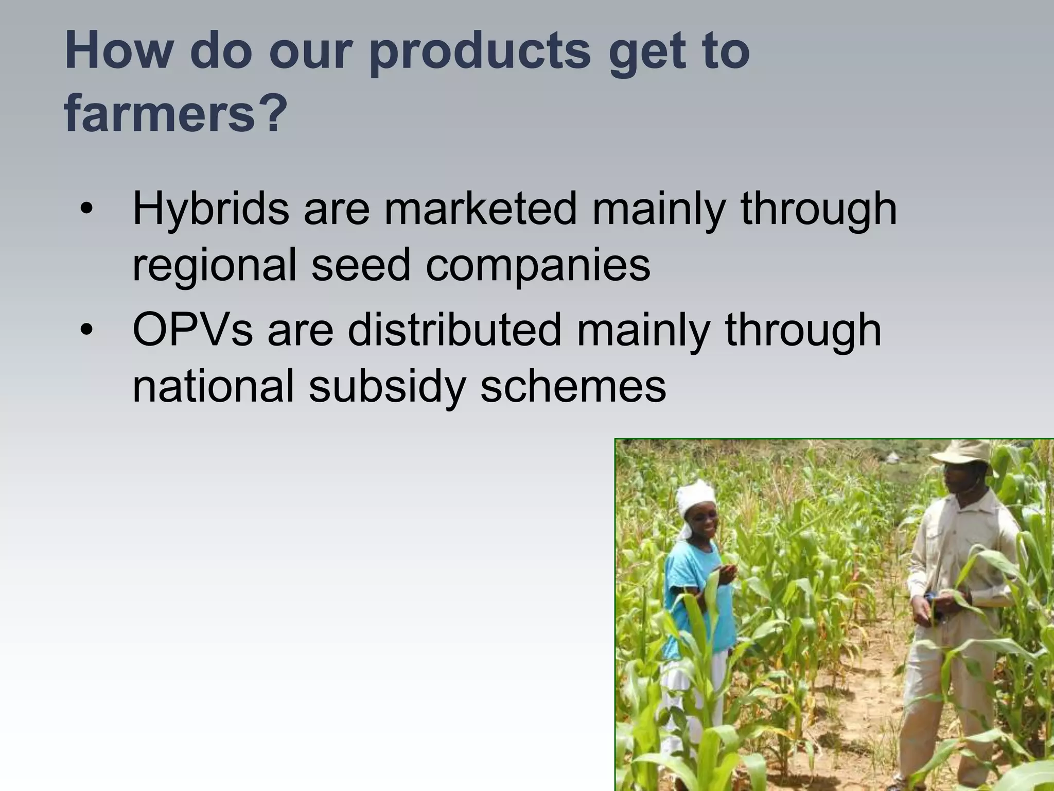 How do our products get to
farmers?
• Hybrids are marketed mainly through
  regional seed companies
• OPVs are distributed mainly through
  national subsidy schemes
 