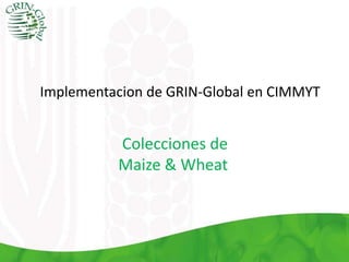 Implementacion de GRIN-Global en CIMMYT
Colecciones de
Maize & Wheat
 