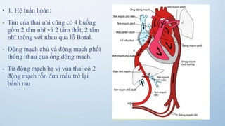 • 1. Hệ tuần hoàn:
- Tim của thai nhi cũng có 4 buồng
gồm 2 tâm nhĩ và 2 tâm thất, 2 tâm
nhĩ thông với nhau qua lỗ Botal.
- Động mạch chủ và động mạch phổi
thông nhau qua ống động mạch.
- Từ động mạch hạ vị vủa thai có 2
động mạch rốn đưa máu trở lại
bánh rau
 