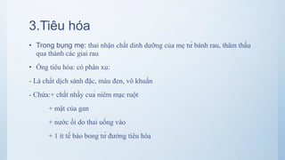 3.Tiêu hóa
• Trong bụng mẹ: thai nhận chất dinh dưỡng của mẹ từ bánh rau, thâm thấu
qua thành các giai rau
• Ống tiêu hóa: có phân xu:
- Là chất dịch sánh đặc, màu đen, vô khuẩn
- Chứa:+ chất nhầy cuả niêm mạc ruột
+ mật của gan
+ nước ối do thai uống vào
+ 1 ít tế bào bong từ đường tiêu hóa
 
