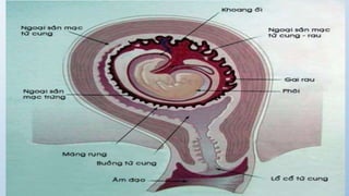 đặc điểm thai nhi và phần phụ đủ tháng