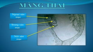 đặc điểm thai nhi và phần phụ đủ tháng