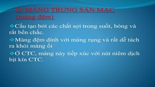 đặc điểm thai nhi và phần phụ đủ tháng