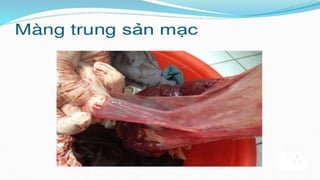 đặc điểm thai nhi và phần phụ đủ tháng