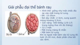Giải phẫu đại thể bánh rau
• Hình thể: giống như một chiếc đĩa
úp vào mặt trong tử cung.
- ĐK: 15-20cm
- Nơi dày nhất: 2-3cm, xung quanh
mỏng khoảng 0,5cm.
• Cân nặng: 500-600g (1/6-1/5
trọng lượng thai nhi đủ tháng)
• Có 2 mặt:
- Mặt trong màng ối nhẵn
- Mặt bám tử cung
Khi ra ngoài mặt bám vào tử cung đỏ
tươi 15-20 múi, được phân chia bởi
các rãnh.
 