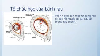 Tổ chức học của bánh rau
• Phần ngoại sản mạc tử cung rau
có các hồ huyết do gai rau ăn
thủng tạo thành.
 