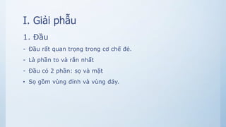 I. Giải phẫu
1. Đầu
- Đầu rất quan trọng trong cơ chế đẻ.
- Là phần to và rắn nhất
- Đầu có 2 phần: sọ và mặt
• Sọ gồm vùng đỉnh và vùng đáy.
 