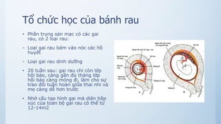 Tổ chức học của bánh rau
• Phần trung sản mạc có các gai
rau, có 2 loại rau:
- Loại gai rau bám vào nóc các hồ
huyết
- Loại gai rau dinh dưỡng
• 20 tuần sau: gai rau chỉ còn lớp
hội bào, càng gần đủ tháng lớp
hội bào càng mỏng đi, làm cho sự
trao đổi tuần hoàn giữa thai nhi và
mẹ càng dễ hơn trước
• Nhờ cấu tạo hình gai mà diện tiêp
xúc của toàn bộ gai rau có thể từ
12-14m2
 