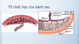 Tổ chức học của bánh rau
 