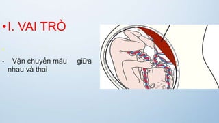 •I. VAI TRÒ
•
• Vận chuyển máu giữa
nhau và thai
 