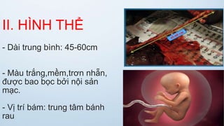 II. HÌNH THỂ
- Dài trung bình: 45-60cm
- Màu trắng,mềm,trơn nhẵn,
được bao bọc bởi nội sản
mạc.
- Vị trí bám: trung tâm bánh
rau
 