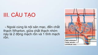III. CẤU TẠO
- Ngoài cùng là nội sản mạc, đến chất
thạch Wharton, giữa chất thạch nhờn
này là 2 động mạch rốn và 1 tĩnh mạch
rốn.
 