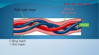 đặc điểm thai nhi và phần phụ đủ tháng