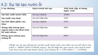 4.2: Sự tái tạo nước ối
 