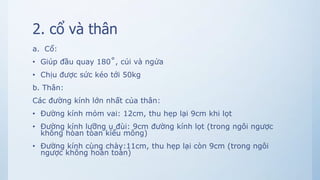 2. cổ và thân
a. Cổ:
• Giúp đầu quay 180˚, cúi và ngửa
• Chịu được sức kéo tới 50kg
b. Thân:
Các đường kính lớn nhất của thân:
• Đường kính mỏm vai: 12cm, thu hẹp lại 9cm khi lọt
• Đường kính lưỡng ụ đùi: 9cm đường kính lọt (trong ngôi ngược
không hòan tòan kiểu mông)
• Đường kính cùng chày:11cm, thu hẹp lại còn 9cm (trong ngôi
ngược không hoàn toàn)
 