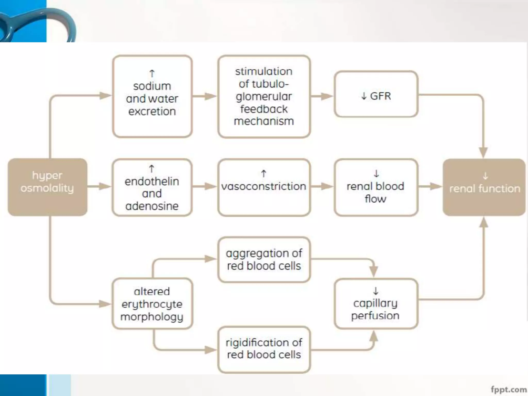 How could hyperosmolality
cause nephropathy ?
 