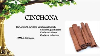 CINCHONA
BIOLOGICAL SOURCE: Cinchona officinalis
Cinchona glandulifera
Cinchona calisaya
Cinchona pubescens
FAMILY: Rubiaceae
 