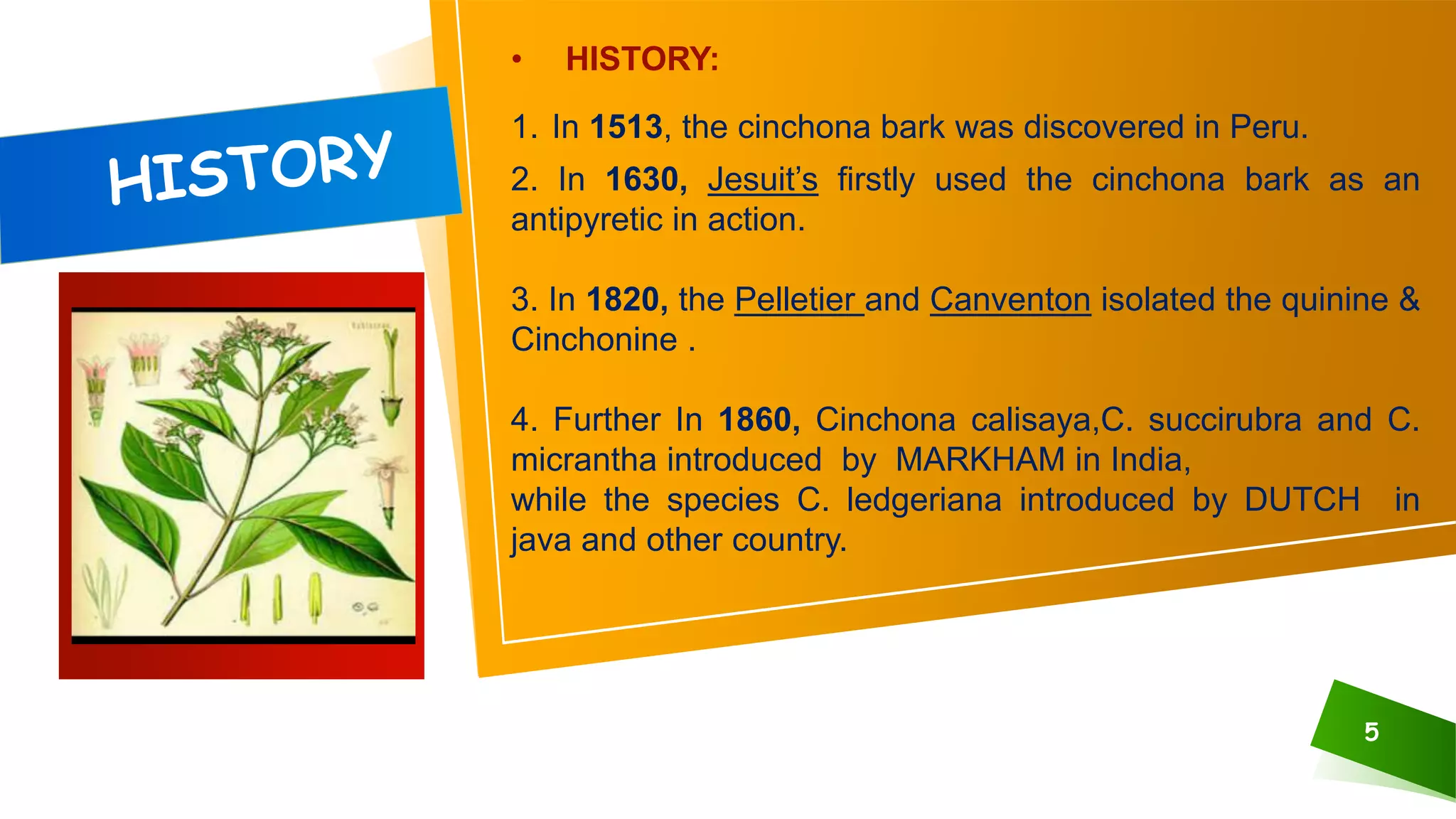 5
• HISTORY:
1. In 1513, the cinchona bark was discovered in Peru.
2. In 1630, Jesuit’s firstly used the cinchona bark as an
antipyretic in action.
3. In 1820, the Pelletier and Canventon isolated the quinine &
Cinchonine .
4. Further In 1860, Cinchona calisaya,C. succirubra and C.
micrantha introduced by MARKHAM in India,
while the species C. ledgeriana introduced by DUTCH in
java and other country.
 