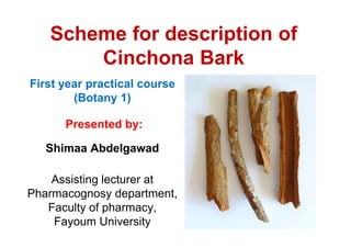 Scheme for description of
Cinchona Bark
First year practical course
(Botany 1)
Presented by:Presented by:
Shimaa Abdelgawad
Assisting lecturer at
Pharmacognosy department,
Faculty of pharmacy,
Fayoum University
 