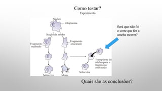 Como testar?
Experimento
Quais são as conclusões?
Será que não foi
o corte que fez a
ameba morrer?
 