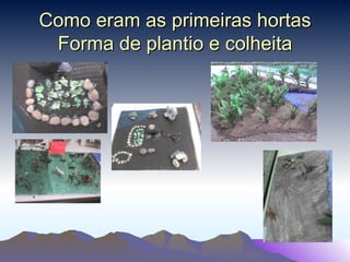 Como eram as primeiras hortas Forma de plantio e colheita 