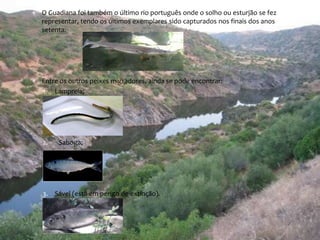  O Guadiana foi também o último rio português onde o solho ou esturjão se fez 
representar, tendo os últimos exemplares sido capturados nos finais dos anos 
setenta. 
 Entre os outros peixes migradores, ainda se pode encontrar: 
1. Lampreia; 
2. Saboga; 
3. Sável (está em perigo de extinção). 
 